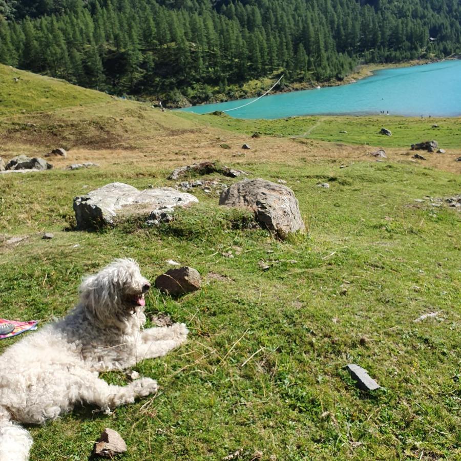 Agriturismo B&B Chevres A Cheval Aosta Dış mekan fotoğraf