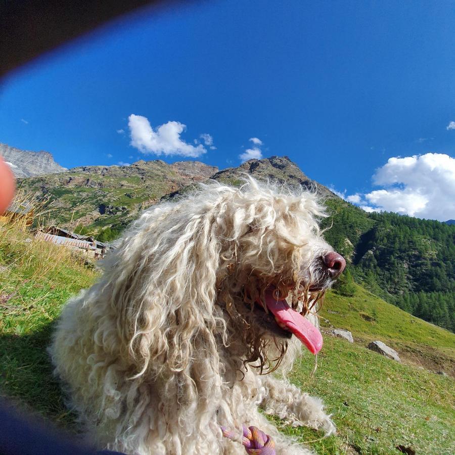 Agriturismo B&B Chevres A Cheval Aosta Dış mekan fotoğraf