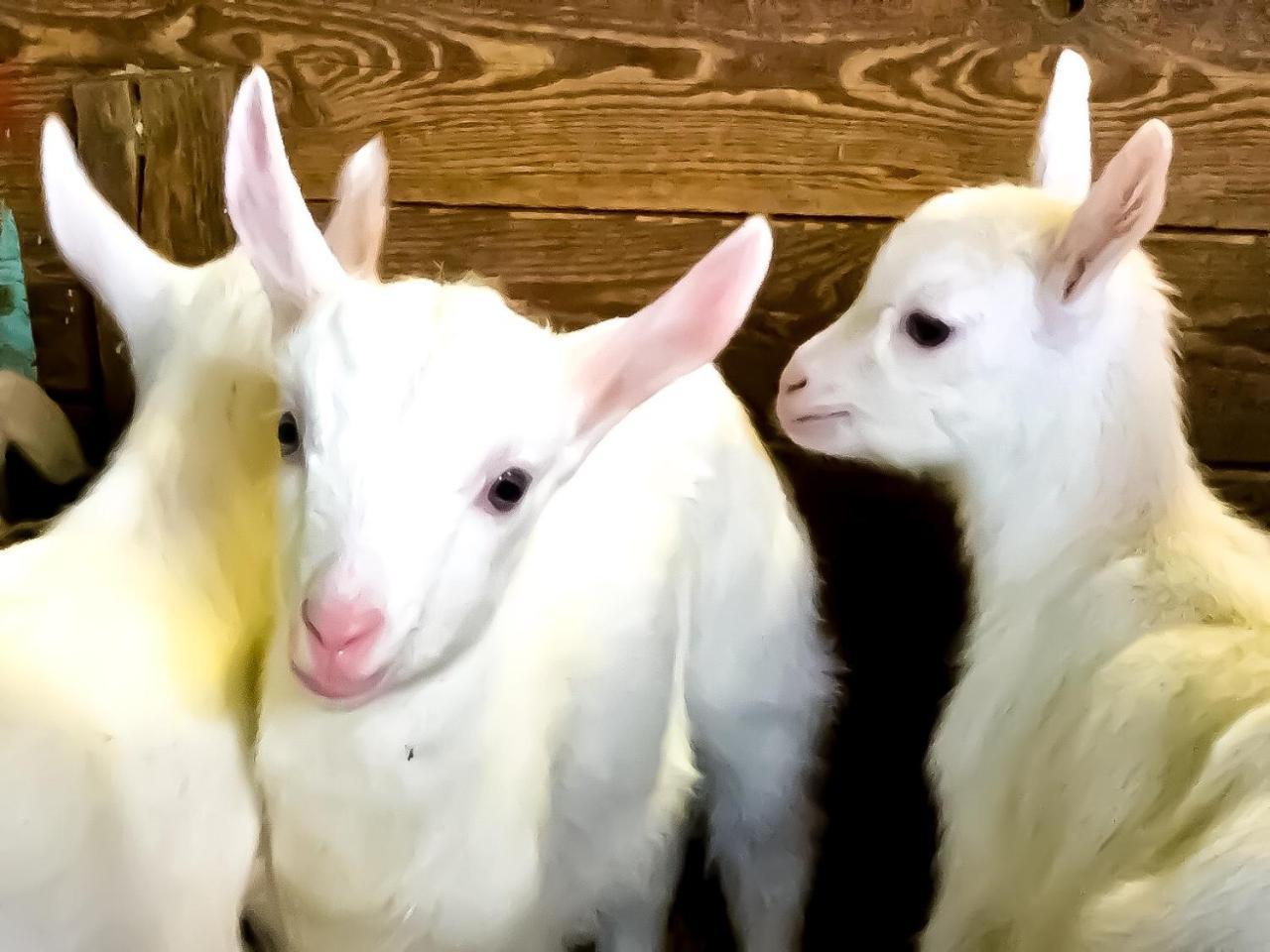 Agriturismo B&B Chevres A Cheval Charvensod Dış mekan fotoğraf