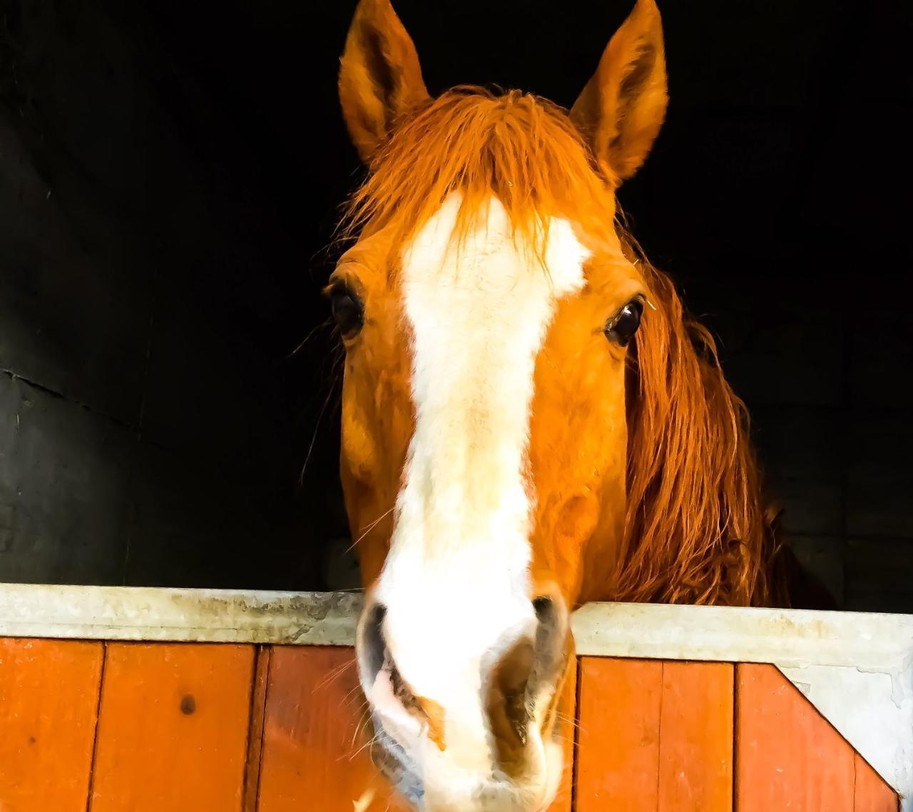 Agriturismo B&B Chevres A Cheval Aosta Dış mekan fotoğraf